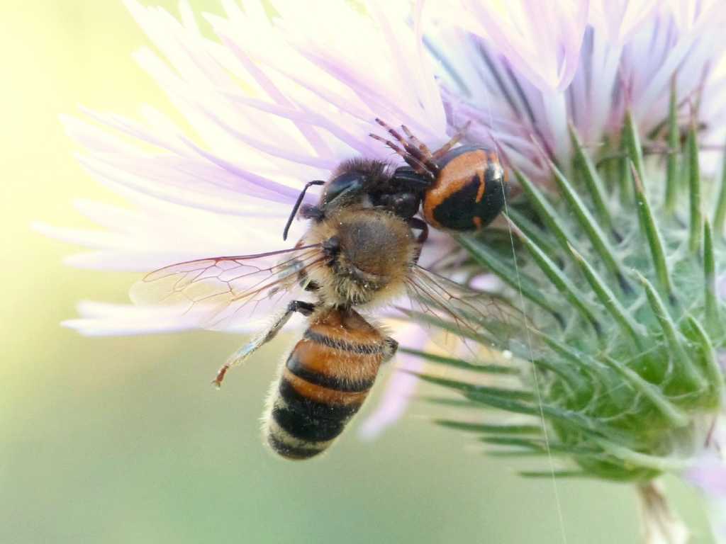 Synema globosum con preda (ape) - S. Severa (RM)